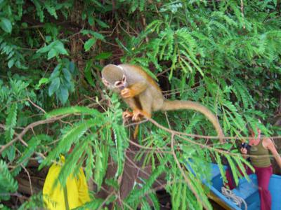 amazon jungle monkey
