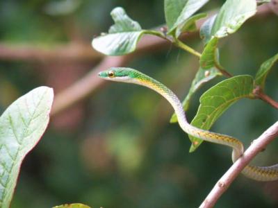 liana snake